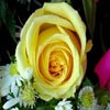 Puzzles: Yellow Roses, free flowers jigsaw in flash on FlashGames.BambouSoft.com