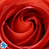 Puzzle fleurs Puzzle rose rouge