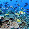 Animal jigsaw Reef Fish Puzzle