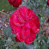 Puzzle Rose, puzzle fleurs gratuit en flash sur BambouSoft.com