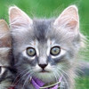 Save the Kitty, free animal jigsaw in flash on FlashGames.BambouSoft.com