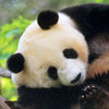 Save the pandas !, free animal jigsaw in flash on FlashGames.BambouSoft.com