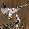 Scrappy Eagles puzzle, free animal jigsaw in flash on FlashGames.BambouSoft.com