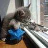 Sniper kitty, free animal jigsaw in flash on FlashGames.BambouSoft.com