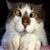 Squint Cat, free animal jigsaw in flash on FlashGames.BambouSoft.com