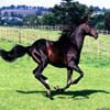 Stride Horse Jigsaw, free animal jigsaw in flash on FlashGames.BambouSoft.com