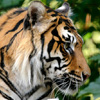 Sumatran Tiger Jigsaw, free animal jigsaw in flash on FlashGames.BambouSoft.com