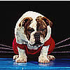 Super Chien Boxer, puzzle animal gratuit en flash sur BambouSoft.com