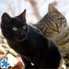 Funny And Sweet Kittens Jigsaw, free animal jigsaw in flash on FlashGames.BambouSoft.com