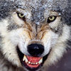 L'me du loup, puzzle animal gratuit en flash sur BambouSoft.com