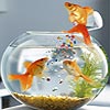 Three fish is hungry puzzle, free animal jigsaw in flash on FlashGames.BambouSoft.com