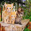 Taquin trois chats funky, jeu de taquin gratuit en flash sur BambouSoft.com