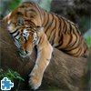 Tiger On Tree Jigsaw, free animal jigsaw in flash on FlashGames.BambouSoft.com