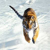 Tigers, free animal jigsaw in flash on FlashGames.BambouSoft.com