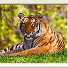 Puzzle Tigre, puzzle animal gratuit en flash sur BambouSoft.com