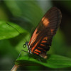 Tropical Butterfly Jigsaw, free animal jigsaw in flash on FlashGames.BambouSoft.com