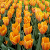 Puzzle Tulipe 2, puzzle fleurs gratuit en flash sur BambouSoft.com