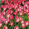 Puzzle Tulipe 3, puzzle fleurs gratuit en flash sur BambouSoft.com