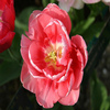 Puzzle Tulipe, puzzle fleurs gratuit en flash sur BambouSoft.com