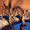 Two baby cougar puzzle, free animal jigsaw in flash on FlashGames.BambouSoft.com