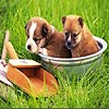 Two dogs in the garden puzzle, free animal jigsaw in flash on FlashGames.BambouSoft.com