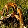 Two foxes puzzle, free animal jigsaw in flash on FlashGames.BambouSoft.com