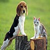 Two friends puzzle, free animal jigsaw in flash on FlashGames.BambouSoft.com