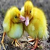 Two little ducks puzzle, free animal jigsaw in flash on FlashGames.BambouSoft.com