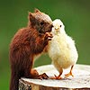 Two lovely friends puzzle, free animal jigsaw in flash on FlashGames.BambouSoft.com