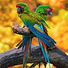 Two parrots slide puzzle, free sliding puzzle game in flash on FlashGames.BambouSoft.com