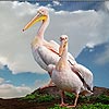 Two pelicans puzzle, free animal jigsaw in flash on FlashGames.BambouSoft.com