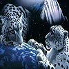 Two tigers puzzle, free animal jigsaw in flash on FlashGames.BambouSoft.com