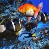 Underwater Hidden Numbers, free hidden objects game in flash on FlashGames.BambouSoft.com