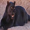 Wild black cat puzzle, free animal jigsaw in flash on FlashGames.BambouSoft.com