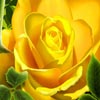 Yellow Rose, free flowers jigsaw in flash on FlashGames.BambouSoft.com
