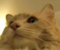 Humour video Kitteh plays on and off the bed