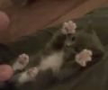 Humour video Le chaton qui aime les chatouilles